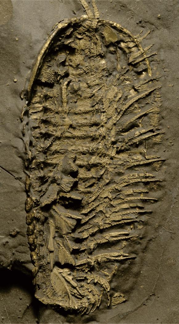 Trilobite fossil