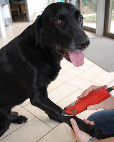 Getting Dog Hair for Diagnosis
