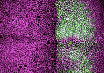 Tissue of the Fruit Fly