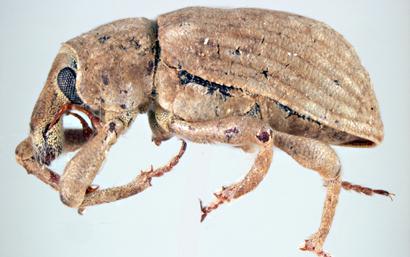 Rice Water Weevil, <em>Lissorhoptrus oryzophilus</em>