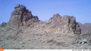 Snow leopard_walking_mongolia