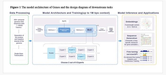 The model architecture of Genos and the design diagram of downstream tasks