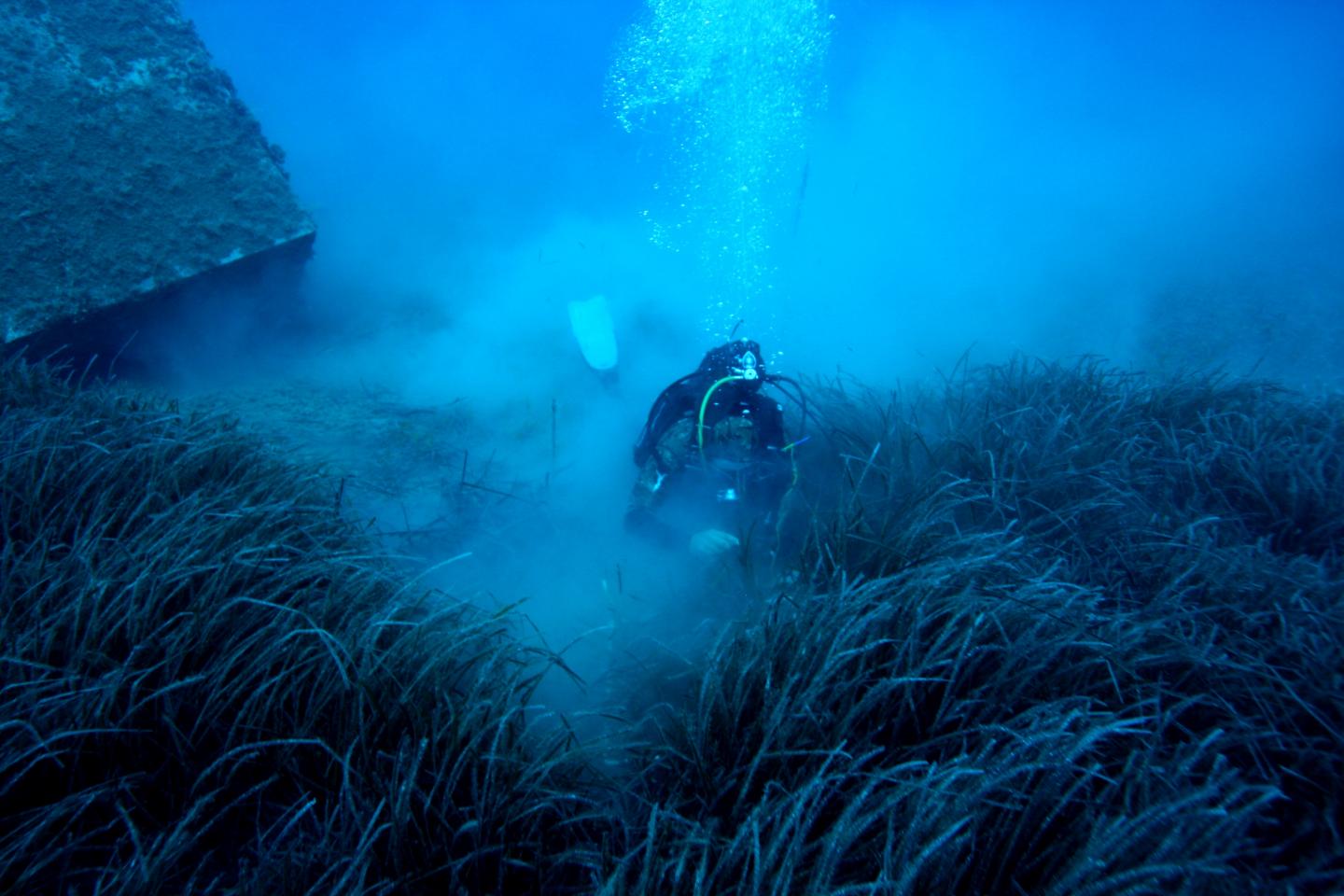 Seagrass Meadows