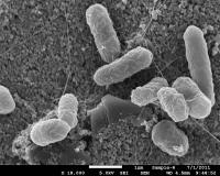 Bacteria on a Chip
