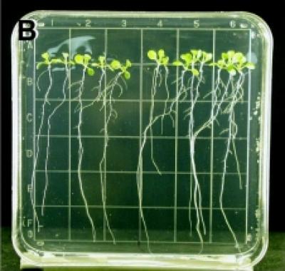 <i>Arabidopsis thaliana</i>