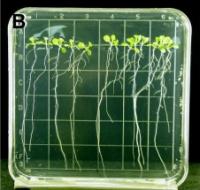 <i>Arabidopsis thaliana</i>