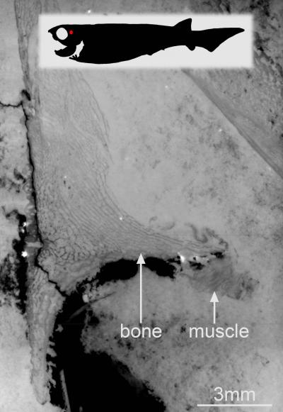 Where the Muscles Are in the Fossil Fish