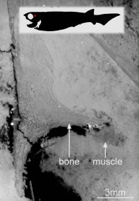 Where the Muscles Are in the Fossil Fish