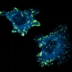 Cell Migration