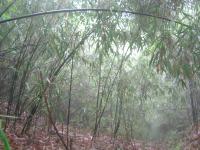 Bamboo Grove