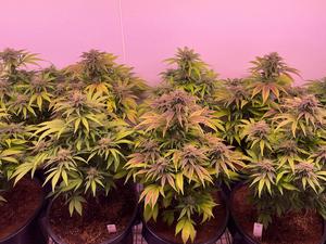 Cannabis plants credit Aaron Phillips
