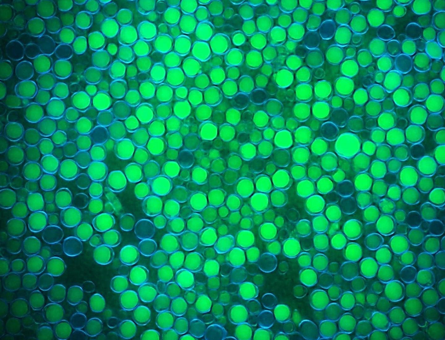 大量の抗生物質を必要としないバイオ燃料の大量生産