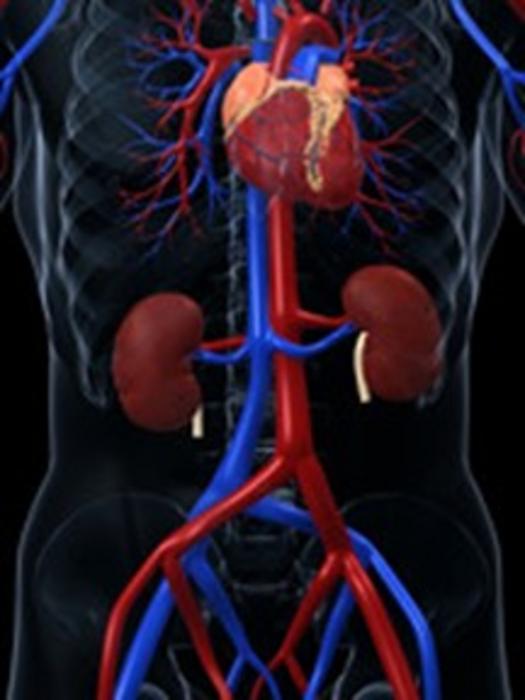 Novel Mechanism for Kidney Repair
