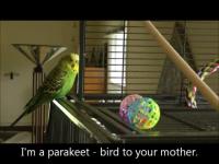 Disco the Parakeet