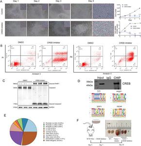 CREB inhibitor inhibited human B-lymphoma cell proliferation.
