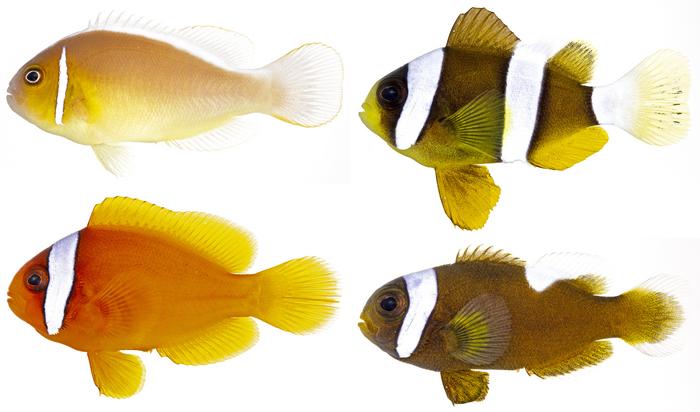 A few of the different types of anemonefish