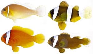 A few of the different types of anemonefish