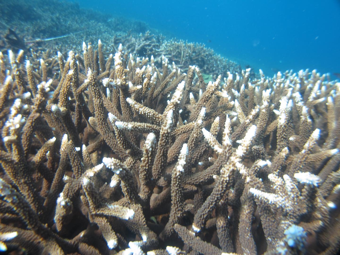 Coral Loss on Palm Islands Long Precedes 2016 Mass Bleaching on Great Barrier Reef