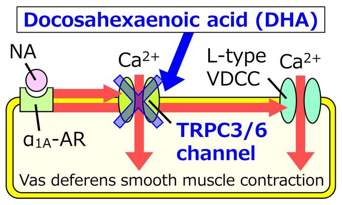 Proposed Mechanism of Action of DHA in Vas Deferens Smooth Muscle