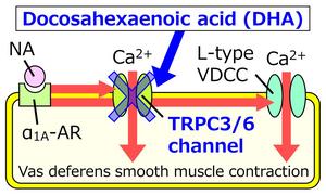 Proposed Mechanism of Action of DHA in Vas Deferens Smooth Muscle