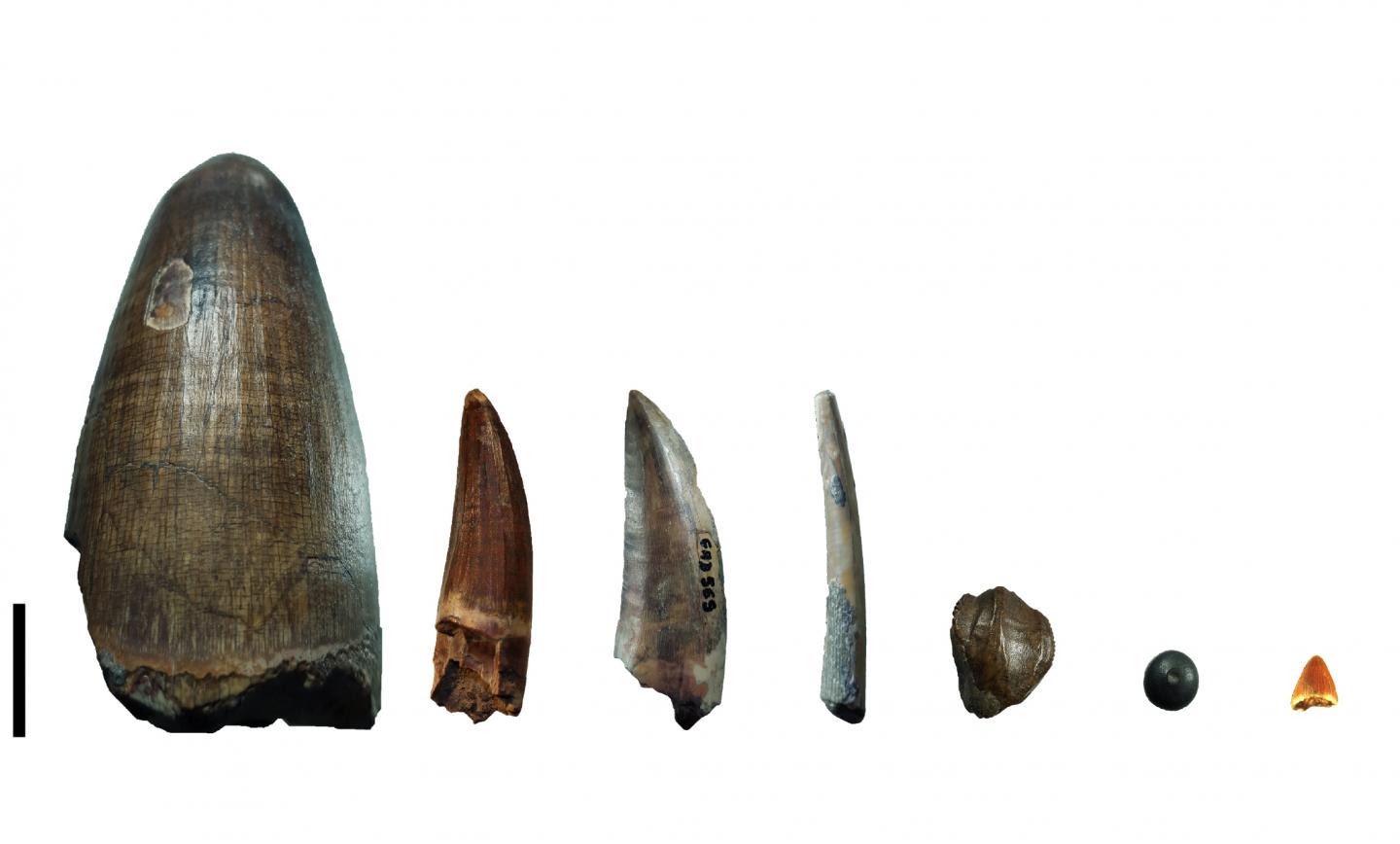 Teeth from the Gadoufaoua Deposit (Niger)
