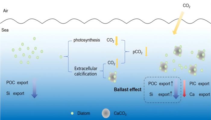 The potential effects of the “missing” extracellular calcification pathway on marine cycling of C, Ca and Si