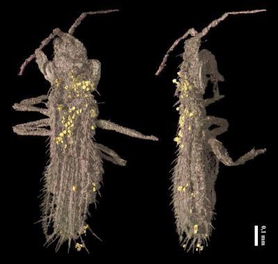 X-Ray Tomography Image of Bee