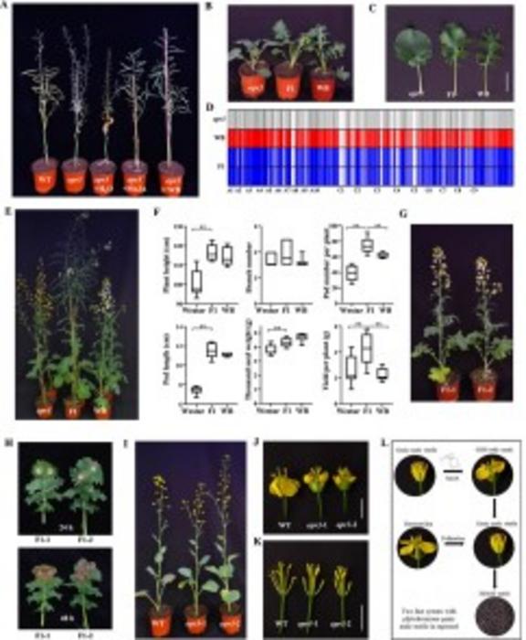 Performance of Bnopr3 after different treatments and F1 hybrids.
