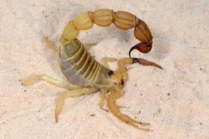 A Parabuthus raudus scorpion