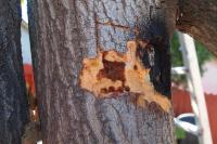 Wood Discoloration due to <I>Fusarium</I> Dieback