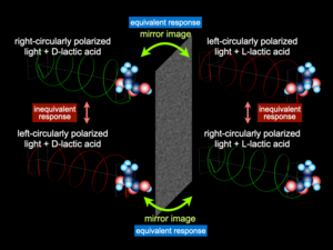 Responses of chiral materials differently to left- and right-circularly polarized light