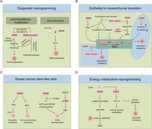 Mechanisms of GPER-mediated epigenetic and non-genetic variations.