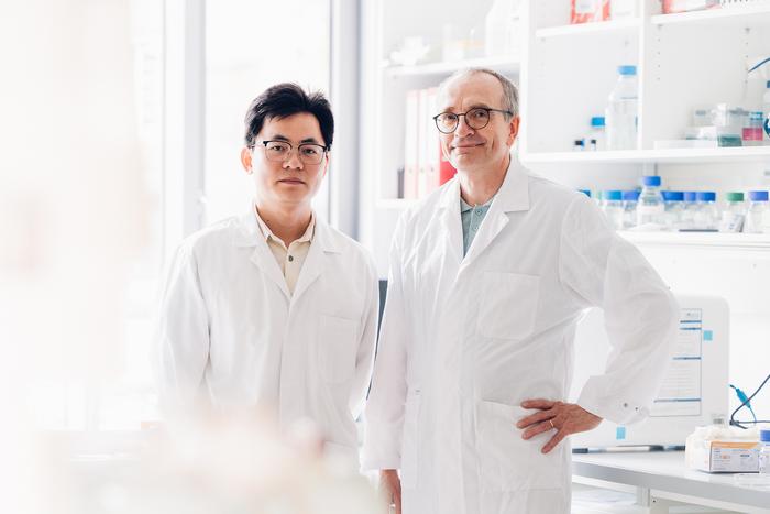 Dresden Reseachers discover how “Good” Immune Cells Help Regenerate Spinal Cord Injuries