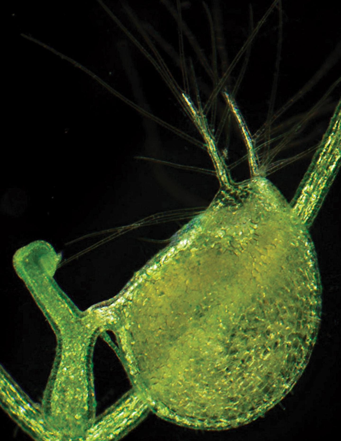 Mini Genome, Many Wonders