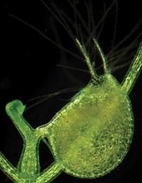 Mini Genome, Many Wonders