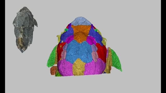 Computed Microtomography