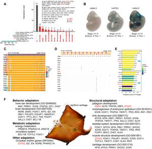 The putative core transcription factors of gliding adaptation in mammals