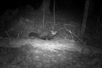 American Marten