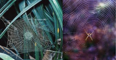 Origins of the Spider Orb Web