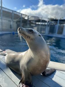 Ronan the rhythmically trained sea lion