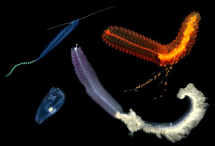 Animal Composite