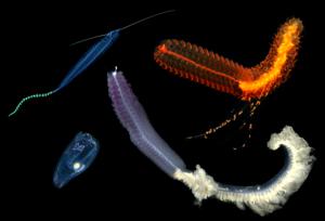 Animal Composite