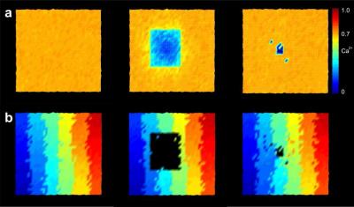 Reorganization in the Visual Cortex