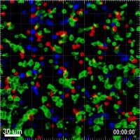 Natural Killer Cells