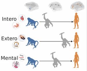 Is self-processing conserved across primate species' brains?