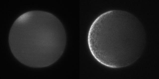 Propagation of calcium ion waves in fertilized Ciona egg