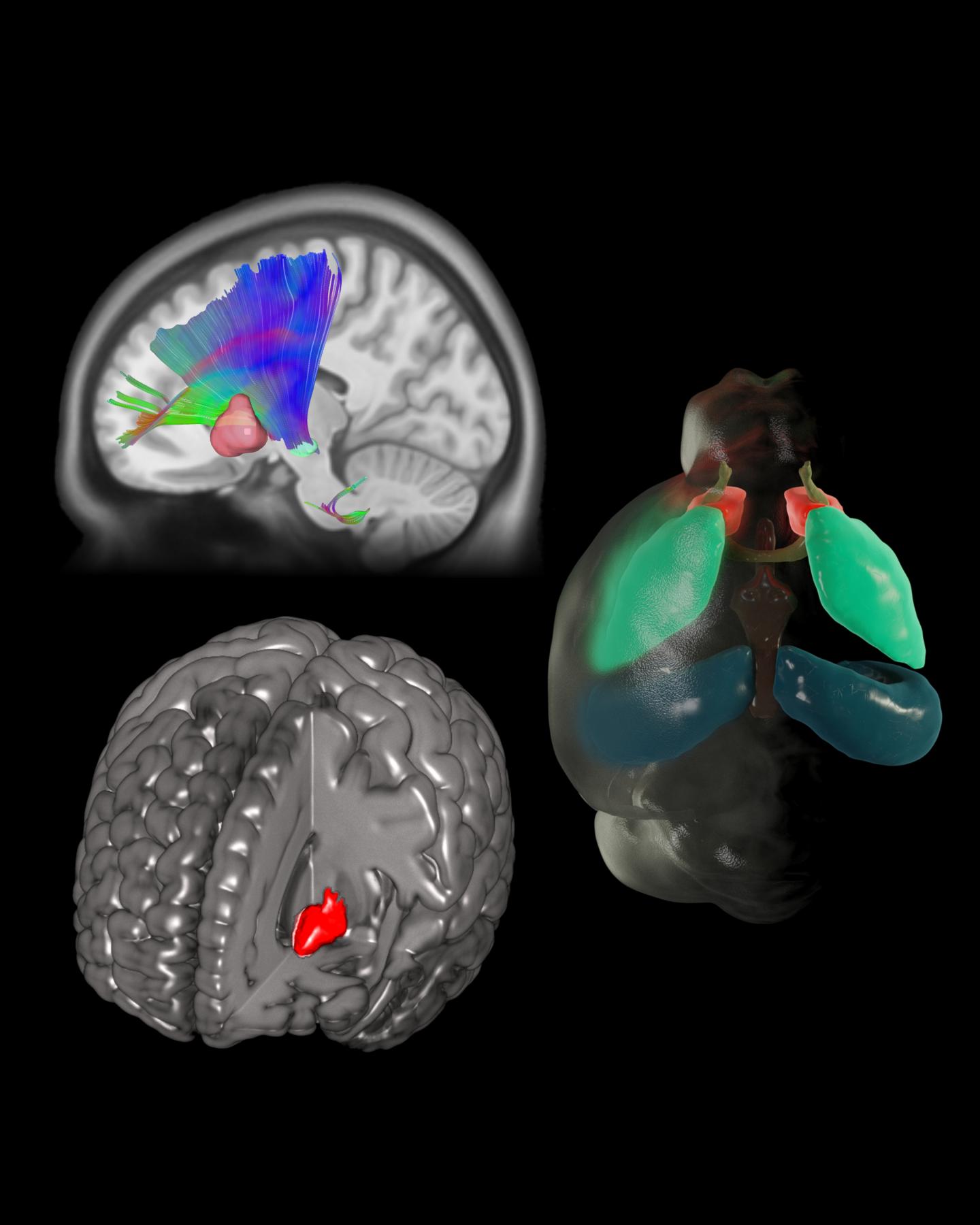 Gene Influences Reward
