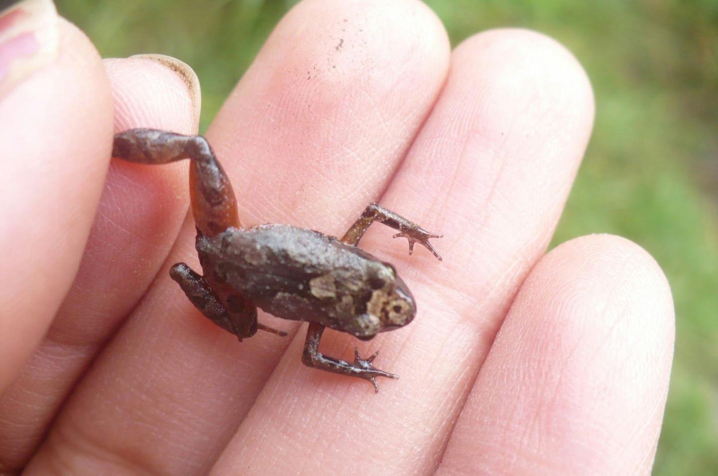 Freshbelly Frog with Dark Brown Facial Mask