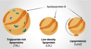 Beyond ‘bad’ cholesterol: new clues to the risk of heart disease