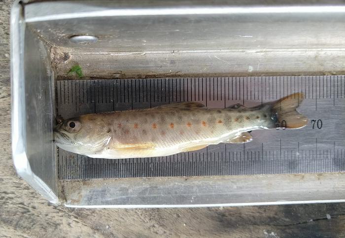 1_dead brown trout from Mustoja_Anti Vasemägi